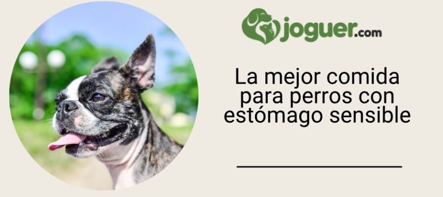 La mejor comida para perros con estómago sensible