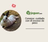 Lapin: atención al exceso de peso