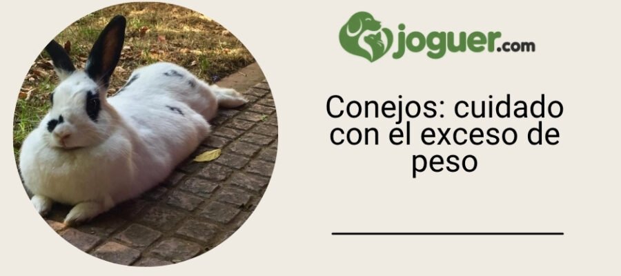 Lapin: atención al exceso de peso
