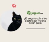 ¿Las aseguradoras para mascotas cubren los gastos relacionados con la muerte de mi gato?