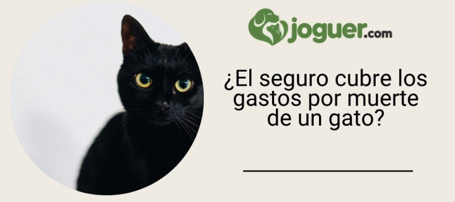 ¿Las aseguradoras para mascotas cubren los gastos relacionados con la muerte de mi gato? –