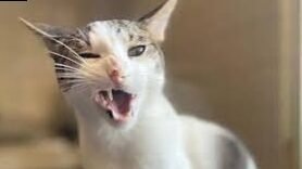 ¿Las aseguradoras para mascotas cubren los gastos relacionados con la muerte de mi gato?