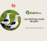 Las distintas razas de pato