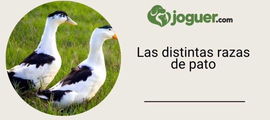 Las distintas razas de pato