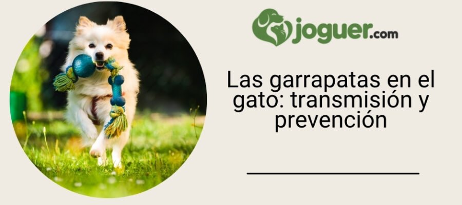 Las garrapatas en el gato: transmisión y prevención