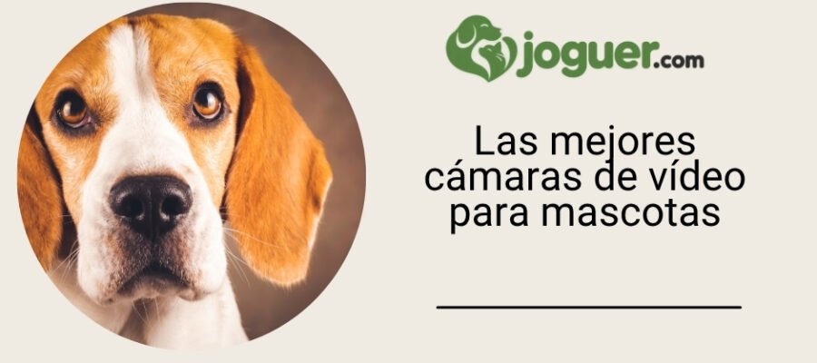 Las mejores cámaras de vídeo para mascotas