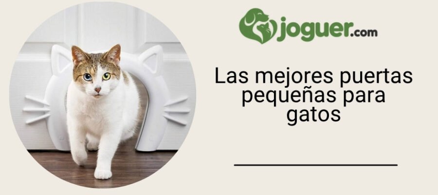 Las mejores puertas pequeñas para gatos