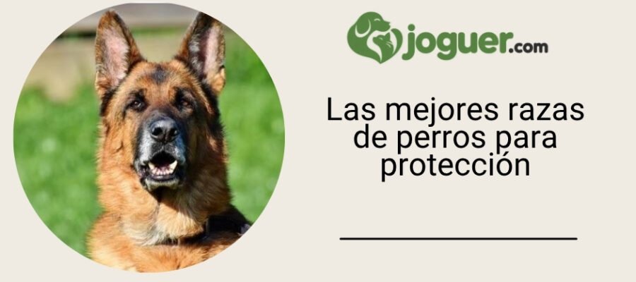 Las mejores razas de perros para protección