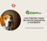 Las mejores razas de perros pequeños y tranquilos: Santévet Belgique