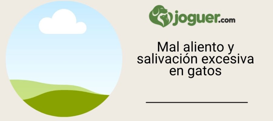 Lo que debes saber sobre el mal aliento y la salivación en los gatos