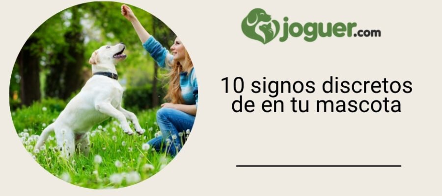 Los 10 signos discretos del cáncer en tu animal –