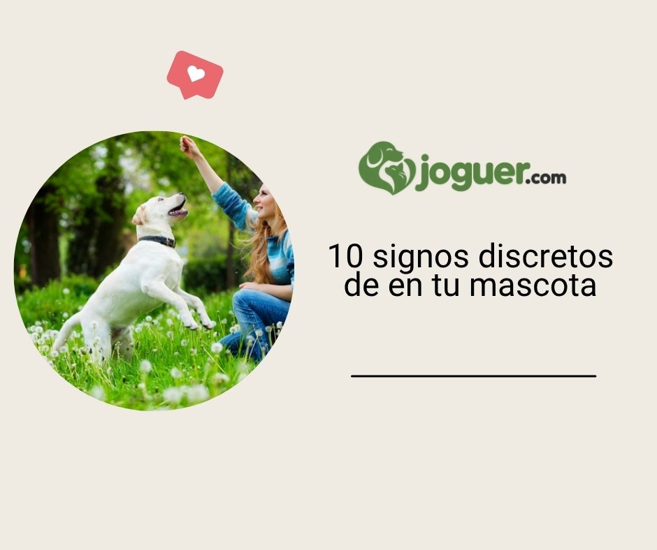 Los 10 signos discretos del cáncer en tu animal –