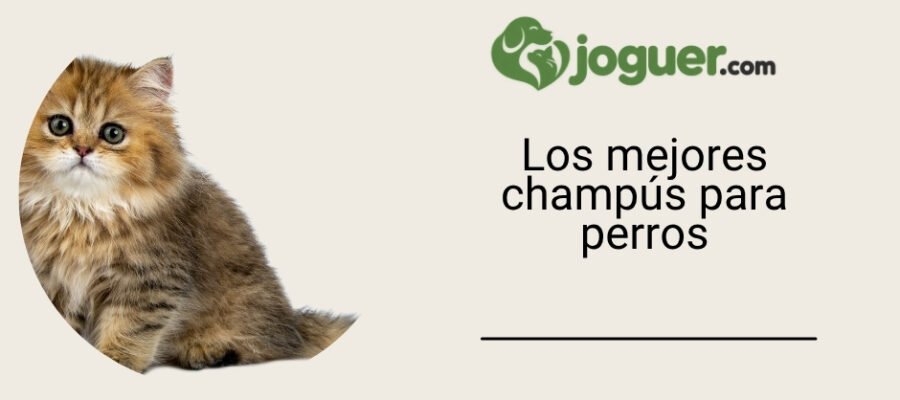 Los mejores champús para perros