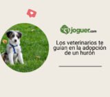 Los veterinarios te guían en la adopción de un hurón