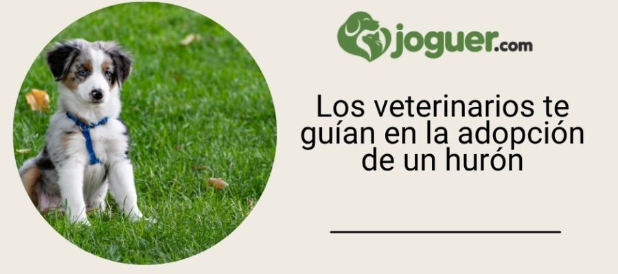 Los veterinarios te guían en la adopción de un hurón