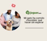 Mi gato ha comido chocolate: qué hacer sin esperar