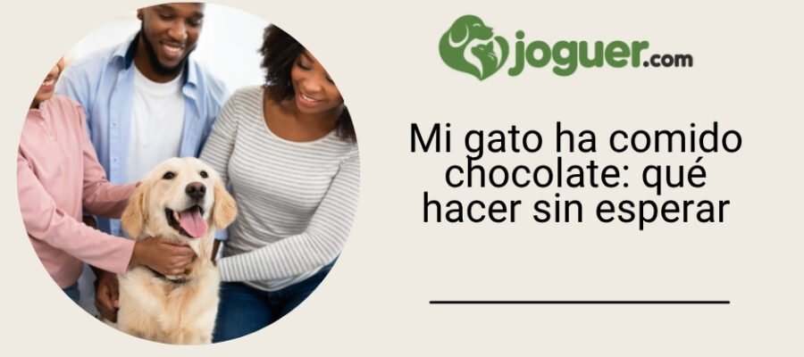 Mi gato ha comido chocolate: qué hacer sin esperar