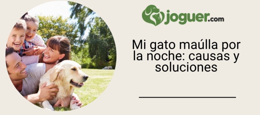 Mi gato maúlla por la noche: un método para entender y actuar