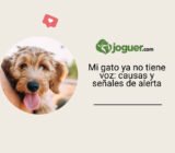 Mi gato ya no tiene voz: causas y señales de alerta