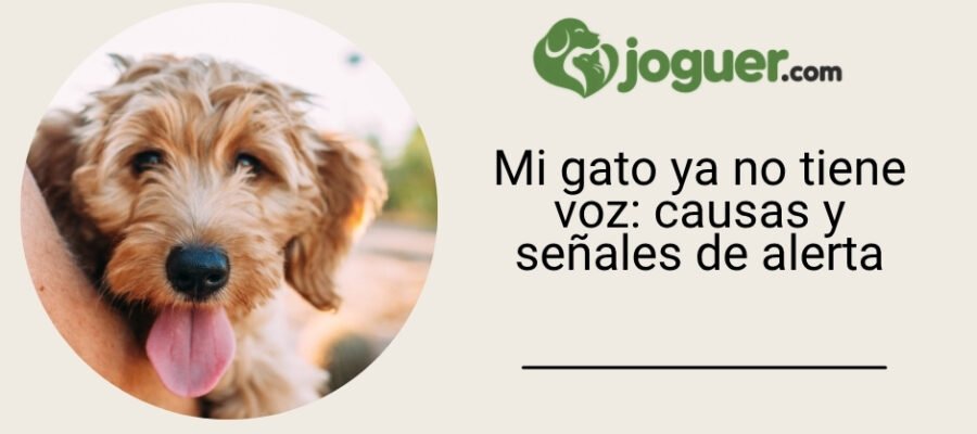 Mi gato ya no tiene voz: causas y señales de alerta