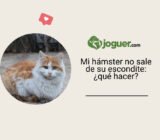 Mi hámster se niega a salir de su escondite, ¿qué debo hacer?
