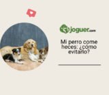 Mi perro come heces: ¿cómo evitarlo?