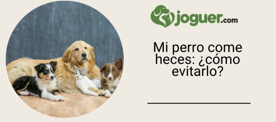 Mi perro come heces: ¿cómo evitarlo?