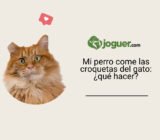 Mi perro come las croquetas del gato: ¿qué hacer?