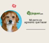Mi perro es agresivo: qué hacer