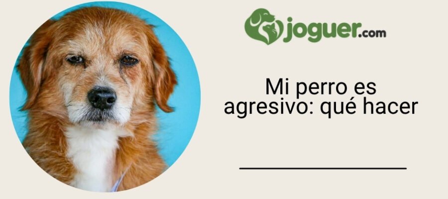 Mi perro es agresivo: qué hacer –