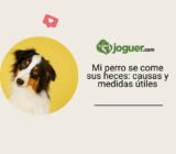 Mi perro se come sus heces: causas y medidas útiles