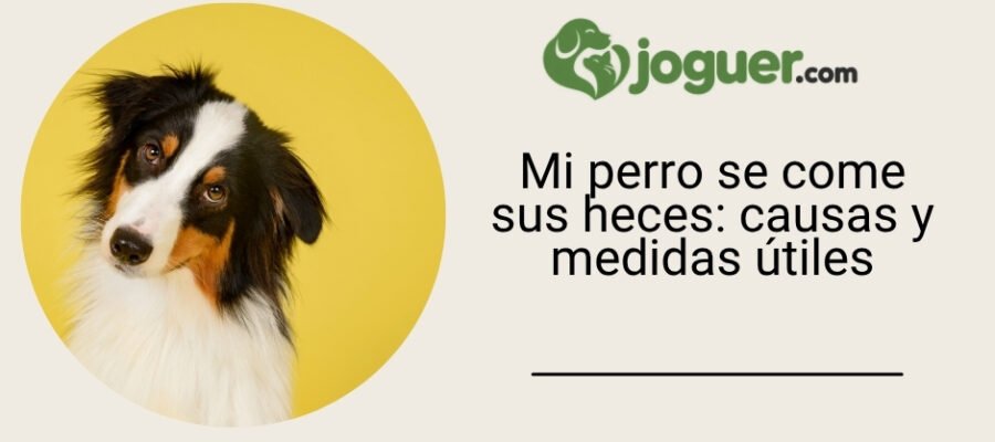 Mi perro se come sus heces: causas y medidas útiles