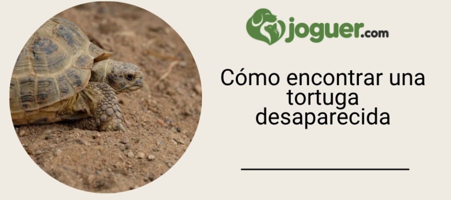 Mi tortuga de alcantarilla Dalaran ha desaparecido: guía para recuperarla