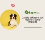Nicho del perro que huele mal: limpiar sin enmascarar el olor