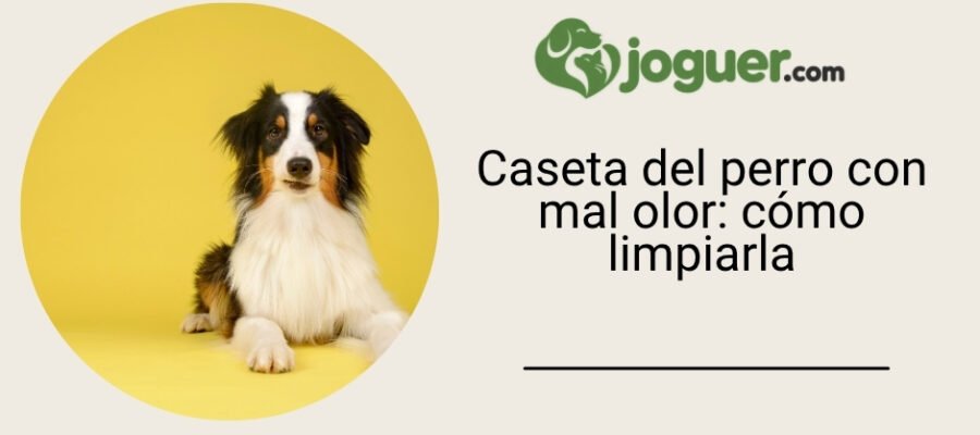 Nicho del perro que huele mal: limpiar sin enmascarar el olor