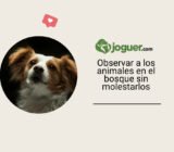 Observar a los animales en el bosque sin molestarlos