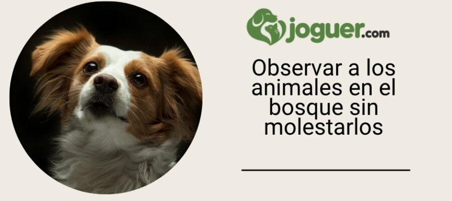 Observar a los animales en el bosque sin molestarlos