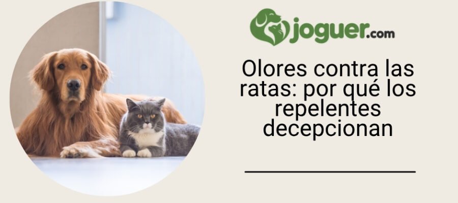 Olores contra las ratas: por qué los repelentes decepcionan