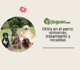 Otitis en el perro: síntomas, tratamiento y recaídas