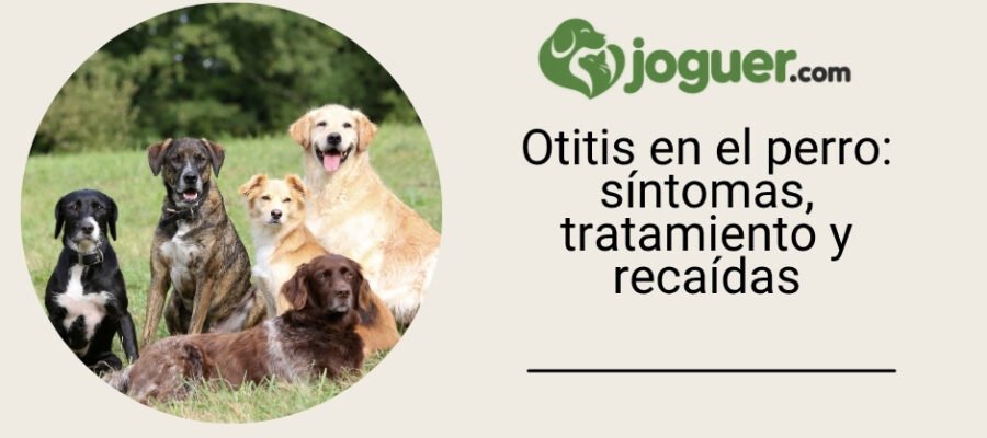 Otitis en el perro: síntomas, tratamiento y recaídas