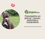 Pancreatitis en perros: causas, síntomas y tratamiento