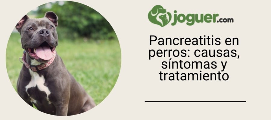 Pancreatitis en perros: causas, síntomas y tratamiento