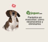 Parásitos: cómo reconocerlos y eliminarlos en su animal de compañía –