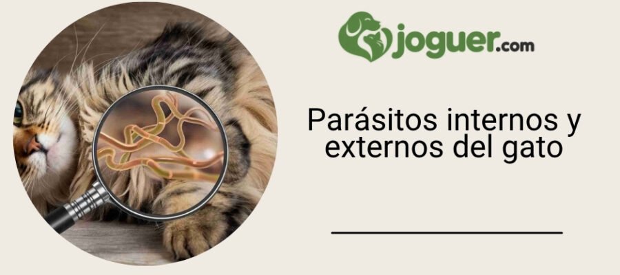 Parásitos internos y externos del gato