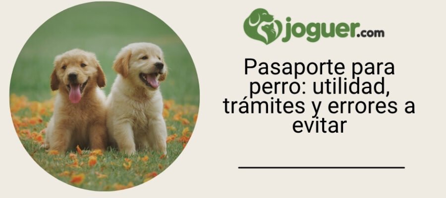 Pasaporte para perro: utilidad, trámites y errores a evitar