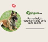 Pastor belga: características de la raza canina