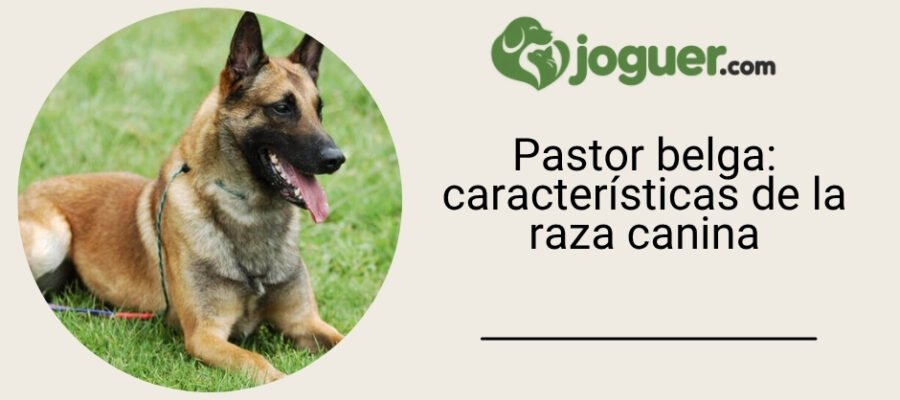 Pastor belga: características de la raza canina