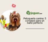Peluquería canina: 5 consejos para un baño perfecto en casa –