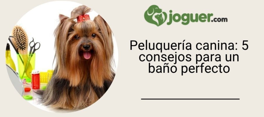 Peluquería canina: 5 consejos para un baño perfecto en casa –