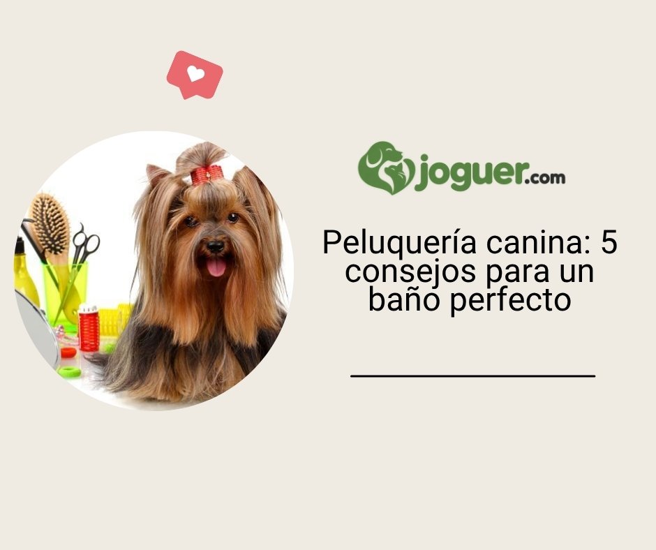 Peluquería canina: 5 consejos para un baño perfecto en casa –